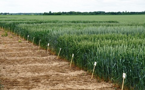 Praktiniai „Linas Agro“ vadybininkų-konsultantų mokymai Dotnuvoje