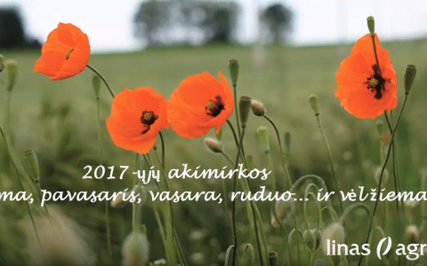 Prisiminkime 2017-ųjų akimirkas! Prisiminkime 2017-ųjų akimirkas!