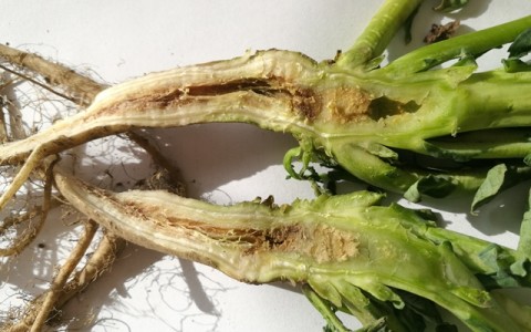 Rapsai negali įsisavinti maisto medžiagų iš šaltos dirvos Rapsai negali įsisavinti maisto medžiagų iš šaltos dirvos