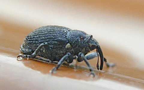Rapsų pasėliuose – anksčiau nematytas kenkėjas Rapsų pasėliuose – anksčiau nematytas kenkėjas