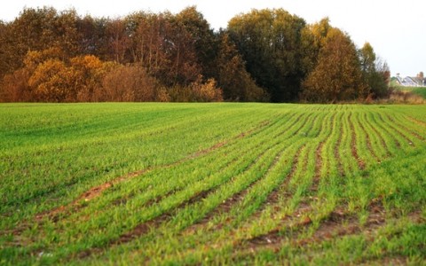 Rudeninės žiemkenčių pasėlių priežiūros pokyčiai