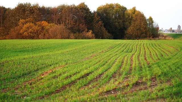 Rudeninės žiemkenčių pasėlių priežiūros pokyčiai