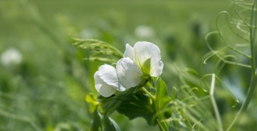 Sėjamųjų žirnių agrotechnika 2021 metų pavasario pabaigoje