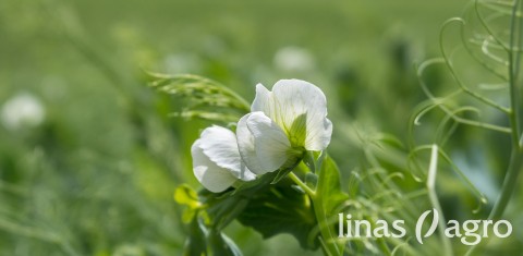 Sėjamųjų žirnių agrotechnika 2021 metų pavasario pabaigoje Sėjamųjų žirnių agrotechnika 2021 metų pavasario pabaigoje
