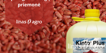 Sėklos beicavimas – pigiausia javų apsaugos nuo ligų priemonė Sėklos beicavimas – pigiausia javų apsaugos nuo ligų priemonė