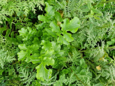 Sideralinių augalų mišinys Dotnuva GREEN Cereals, 25 kg