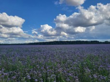 Sideralinių augalų mišinys Dotnuva GREEN N-FIX, 25 kg