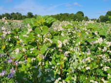 Sideralinių augalų mišinys Dotnuva GREEN RAPS, 25 kg