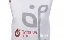 Sideralinių augalų mišinys NITROFIX (25 kg) Sideralinių augalų mišinys NITROFIX (25 kg)