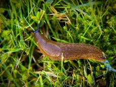 Slinkis