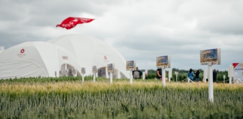 Susipažinkite - nauja vasarinių kviečių veislė FLIPPEN Susipažinkite - nauja vasarinių kviečių veislė FLIPPEN