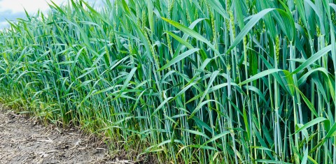 Vasarinių javų agrotechnika birželio mėnesio antroje pusėje Vasarinių javų agrotechnika birželio mėnesio antroje pusėje