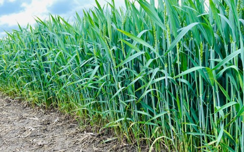 Vasarinių javų agrotechnika birželio mėnesio antroje pusėje