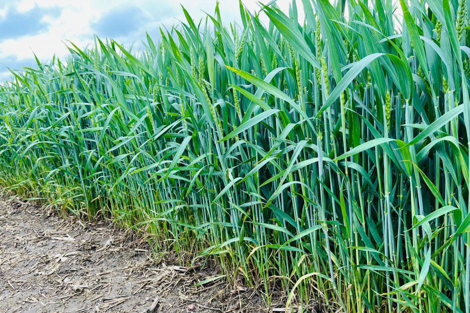 Vasarinių javų agrotechnika birželio mėnesio antroje pusėje