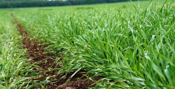 Vasarinių javų pasėlių būklė ir jų priežiūra gegužės pabaigoje-birželio pradžioje