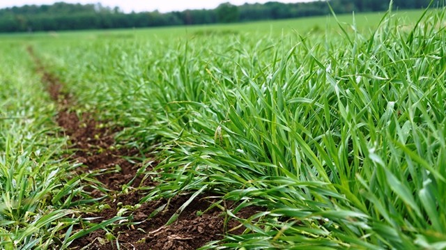 Vasarinių javų pasėlių būklė ir jų priežiūra gegužės pabaigoje-birželio pradžioje