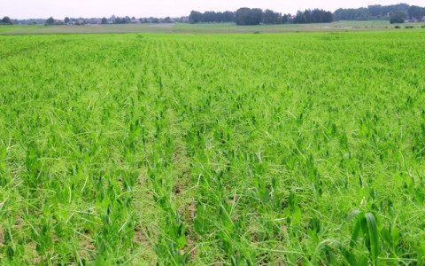 Vasarinių javų, rapsų būklė ir jų priežiūra birželio pirmoje pusėje Vasarinių javų, rapsų būklė ir jų priežiūra birželio pirmoje pusėje