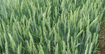 Vasarinių kviečių auginimo agrotechnika: kaip padidinti pasėlių derlių?
