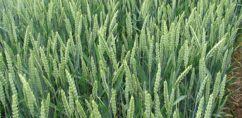 Vasarinių kviečių auginimo agrotechnika: kaip padidinti pasėlių derlių? Vasarinių kviečių auginimo agrotechnika: kaip padidinti pasėlių derlių?
