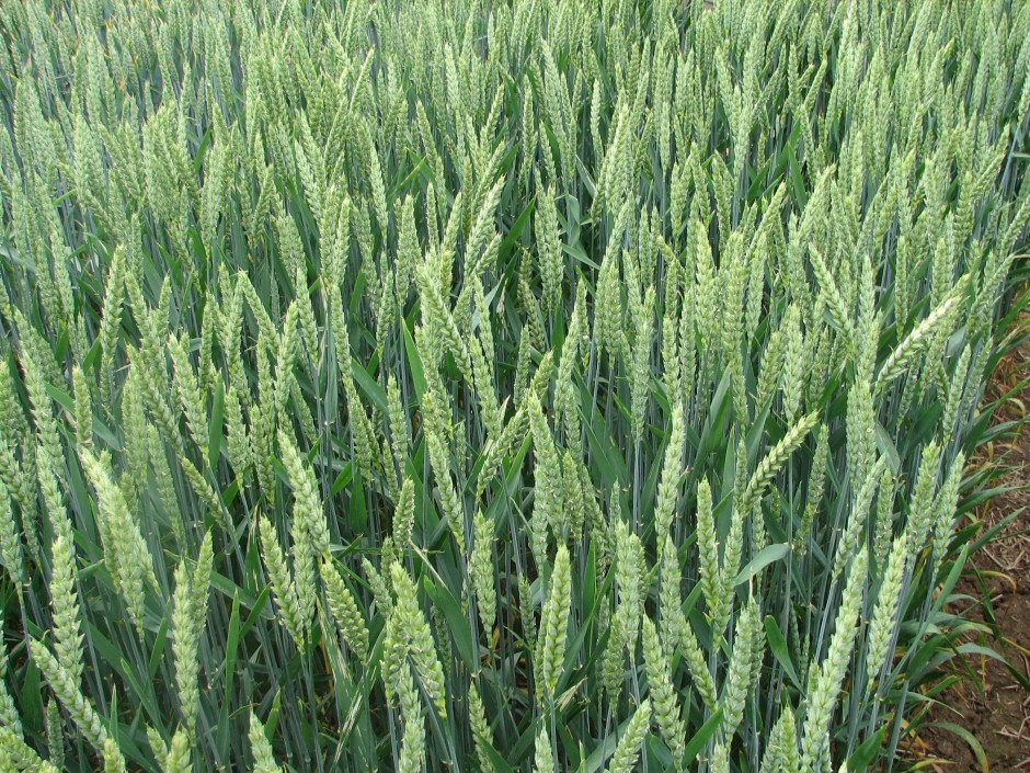 Vasarinių kviečių auginimo agrotechnika: kaip padidinti pasėlių derlių?