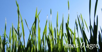 Vasarinių kviečių pasėlių priežiūra 2021 m. pavasarį (III): tankumo nustatymas ir herbicidų parinkimas Vasarinių kviečių pasėlių priežiūra 2021 m. pavasarį (III): tankumo nustatymas ir herbicidų parinkimas
