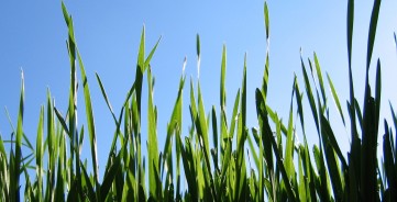 Vasarinių kviečių pasėlių priežiūra 2021 m. pavasarį (III): tankumo nustatymas ir herbicidų parinkimas