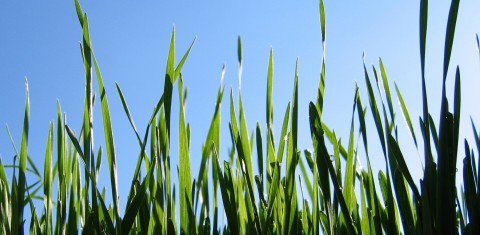 Vasarinių kviečių pasėlių priežiūra 2021 m. pavasarį (III): tankumo nustatymas ir herbicidų parinkimas Vasarinių kviečių pasėlių priežiūra 2021 m. pavasarį (III): tankumo nustatymas ir herbicidų parinkimas
