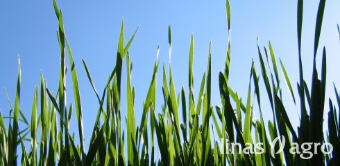 Vasarinių kviečių pasėlių priežiūra 2021 m. pavasarį (III): tankumo nustatymas ir herbicidų parinkimas Vasarinių kviečių pasėlių priežiūra 2021 m. pavasarį (III): tankumo nustatymas ir herbicidų parinkimas