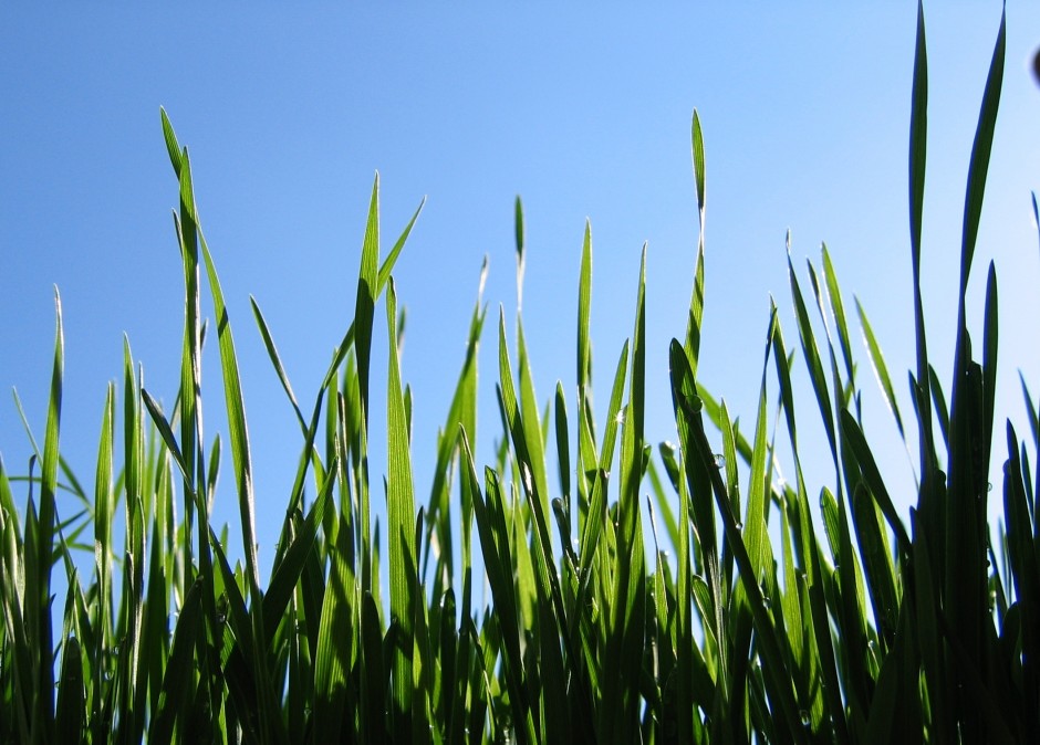 Vasarinių kviečių pasėlių priežiūra 2021 m. pavasarį (III): tankumo nustatymas ir herbicidų parinkimas