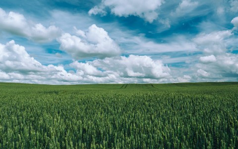 Vasarinių kviečių pasėlių priežiūra birželio mėnesį