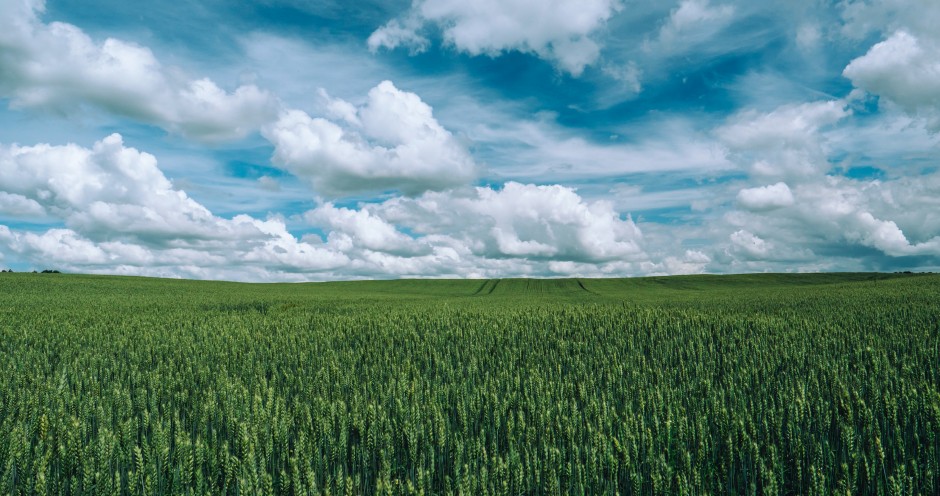 Vasarinių kviečių pasėlių priežiūra birželio mėnesį