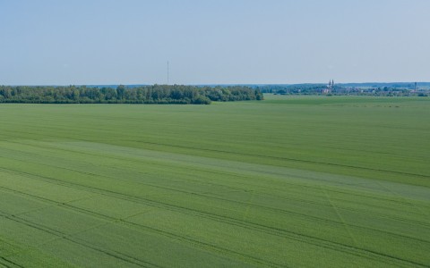 Vasarinių kviečių sėja 2021 m. pavasarį (I): nuo veislių parinkimo iki sėjos ypatumų