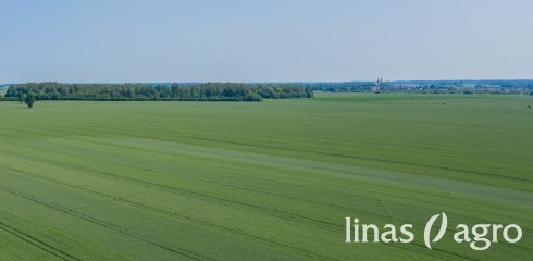 Vasarinių kviečių sėja 2021 m. pavasarį (I): nuo veislių parinkimo iki sėjos ypatumų Vasarinių kviečių sėja 2021 m. pavasarį (I): nuo veislių parinkimo iki sėjos ypatumų