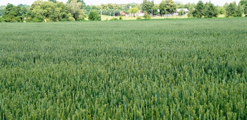 Vasarinių kviečių sėja 2021 m. pavasarį (II): nuo derlingumo planavimo iki priešsėjinio tręšimo