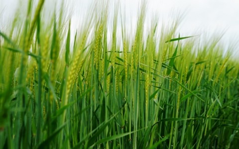 Vasarinių miežių derliaus didinimas: laikas skirti daugiau dėmesio agrotechnikos tobulinimui