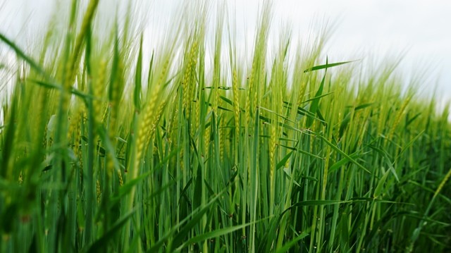 Vasarinių miežių derliaus didinimas: laikas skirti daugiau dėmesio agrotechnikos tobulinimui