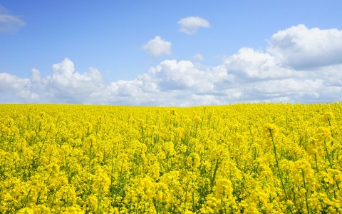 VAT tikrins, ar rapsų augintojai naudoja tinkamus herbicidus