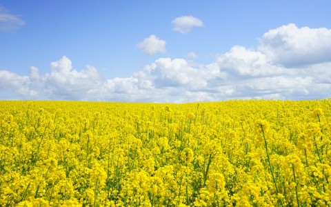 VAT tikrins, ar rapsų augintojai naudoja tinkamus herbicidus VAT tikrins, ar rapsų augintojai naudoja tinkamus herbicidus