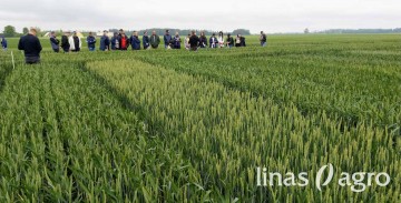 Veislių tyrimai 2020: žieminiai kviečiai (VIDEO) Veislių tyrimai 2020: žieminiai kviečiai (VIDEO)