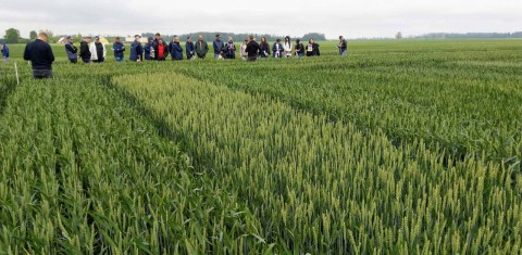 Veislių tyrimai 2020: žieminiai kviečiai (VIDEO) Veislių tyrimai 2020: žieminiai kviečiai (VIDEO)