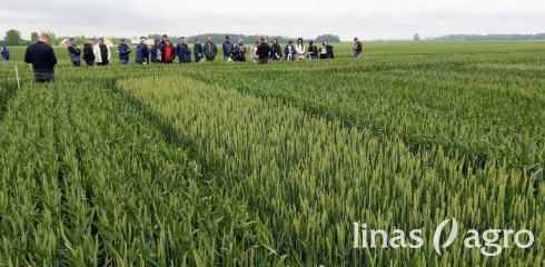 Veislių tyrimai 2020: žieminiai kviečiai (VIDEO) Veislių tyrimai 2020: žieminiai kviečiai (VIDEO)