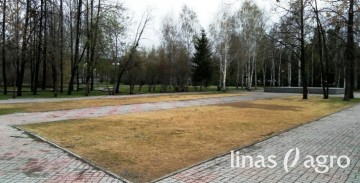 Vejos atgaivinimas po žiemos: ko trūksta žolei Vejos atgaivinimas po žiemos: ko trūksta žolei