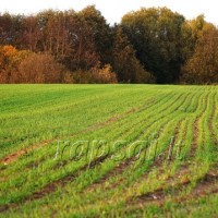 Vėlyvojo rudens sausra ir žiemkenčių pasėliai