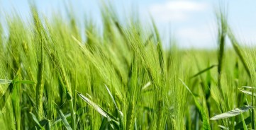 Vėlyvos sėjos vasarinių miežių pasėlių priežiūra: ką reikia žinoti? 