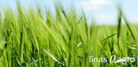 Vėlyvos sėjos vasarinių miežių pasėlių priežiūra: ką reikia žinoti? Vėlyvos sėjos vasarinių miežių pasėlių priežiūra: ką reikia žinoti?