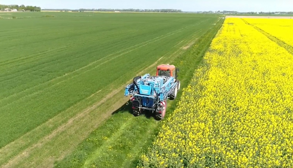 VIDEO patarimai: kaip apsaugoti žieminius rapsus nuo ligų ir kenkėjų