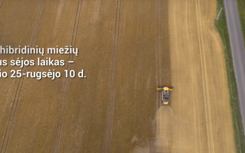 VIDEO patarimai: kaip šiemet sekėsi auginti hibridinius žieminius miežius? VIDEO patarimai: kaip šiemet sekėsi auginti hibridinius žieminius miežius?