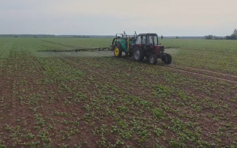 VIDEO patarimai: naikiname piktžoles žieminiuose rapsuose VIDEO patarimai: naikiname piktžoles žieminiuose rapsuose
