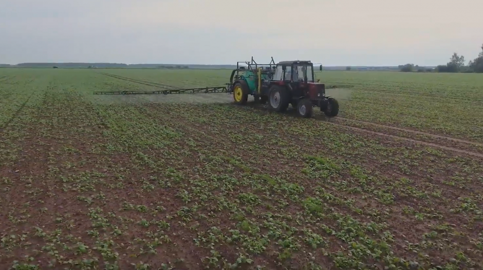 VIDEO patarimai: naikiname piktžoles žieminiuose rapsuose