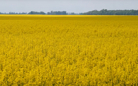 VIDEO: žalia ir geltona - Lietuvos laukai! VIDEO: žalia ir geltona - Lietuvos laukai!